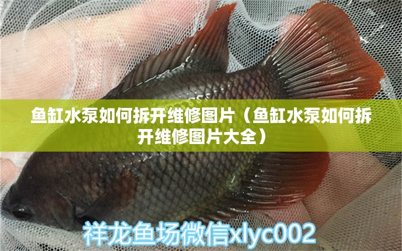 魚缸水泵如何拆開維修圖片（魚缸水泵如何拆開維修圖片大全）