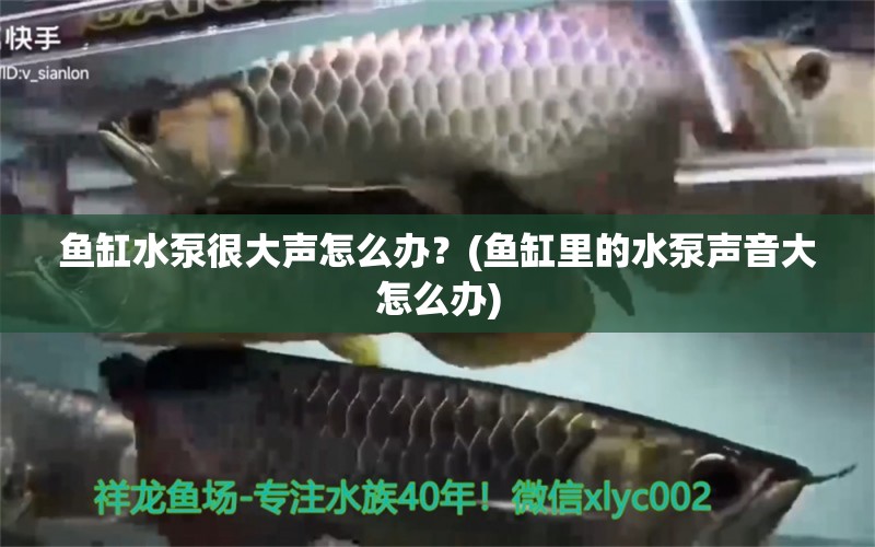 魚(yú)缸水泵很大聲怎么辦？(魚(yú)缸里的水泵聲音大怎么辦) 魚(yú)缸水泵