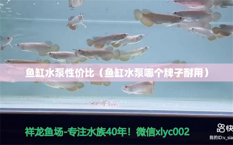 魚缸水泵性價(jià)比（魚缸水泵哪個(gè)牌子耐用）