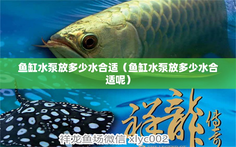 魚缸水泵放多少水合適（魚缸水泵放多少水合適呢）