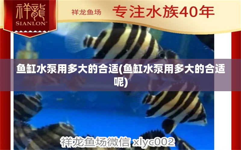 魚缸水泵用多大的合適(魚缸水泵用多大的合適呢) 魚缸水泵