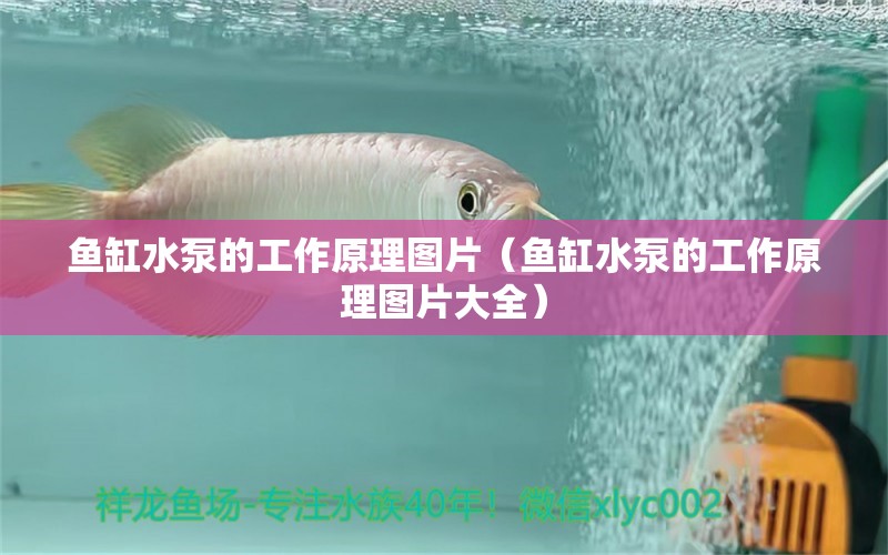 魚(yú)缸水泵的工作原理圖片（魚(yú)缸水泵的工作原理圖片大全） 魚(yú)缸水泵