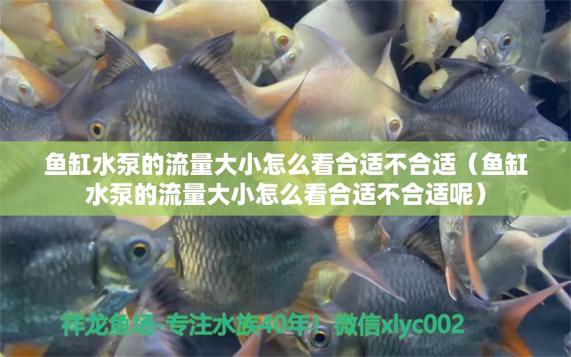 魚缸水泵的流量大小怎么看合適不合適（魚缸水泵的流量大小怎么看合適不合適呢）