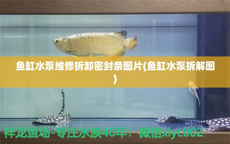 魚缸水泵維修拆卸密封條圖片(魚缸水泵拆解圖) 魚缸水泵