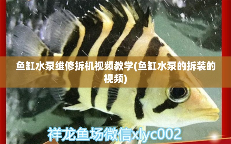 魚缸水泵維修拆機(jī)視頻教學(xué)(魚缸水泵的拆裝的視頻)