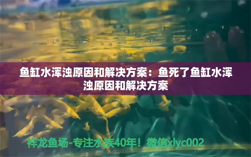 魚缸水渾濁原因和解決方案：魚死了魚缸水渾濁原因和解決方案 赤荔鳳冠魚