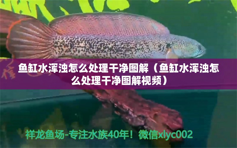 魚缸水渾濁怎么處理干凈圖解（魚缸水渾濁怎么處理干凈圖解視頻）