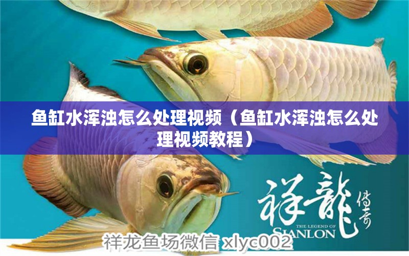 魚缸水渾濁怎么處理視頻（魚缸水渾濁怎么處理視頻教程） 觀賞魚市場（混養(yǎng)魚）