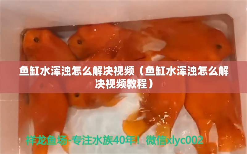 魚缸水渾濁怎么解決視頻（魚缸水渾濁怎么解決視頻教程）