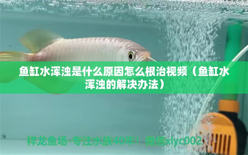 魚(yú)缸水渾濁是什么原因怎么根治視頻（魚(yú)缸水渾濁的解決辦法） 觀賞魚(yú)批發(fā)