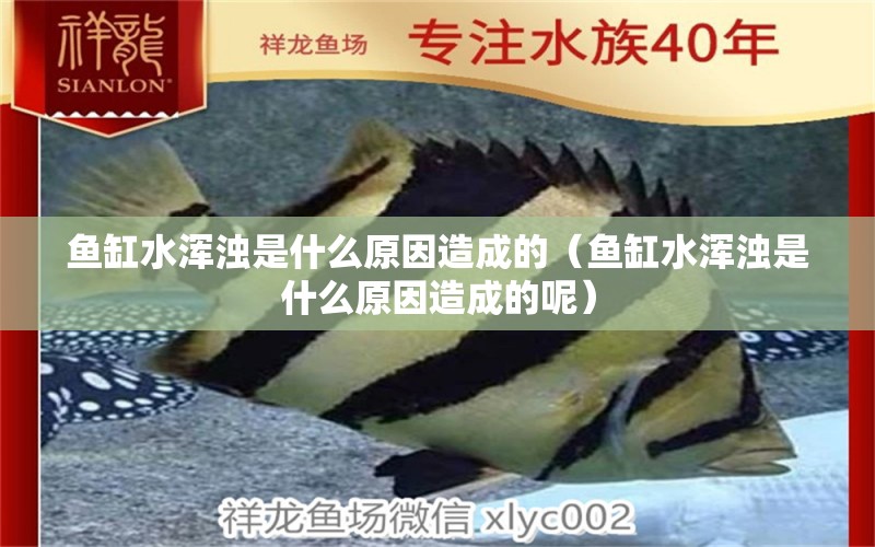 魚(yú)缸水渾濁是什么原因造成的（魚(yú)缸水渾濁是什么原因造成的呢）