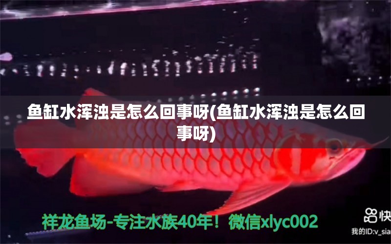 魚缸水渾濁是怎么回事呀(魚缸水渾濁是怎么回事呀) 三間鼠魚 第1張