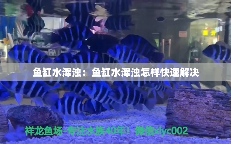 魚缸水渾濁：魚缸水渾濁怎樣快速解決