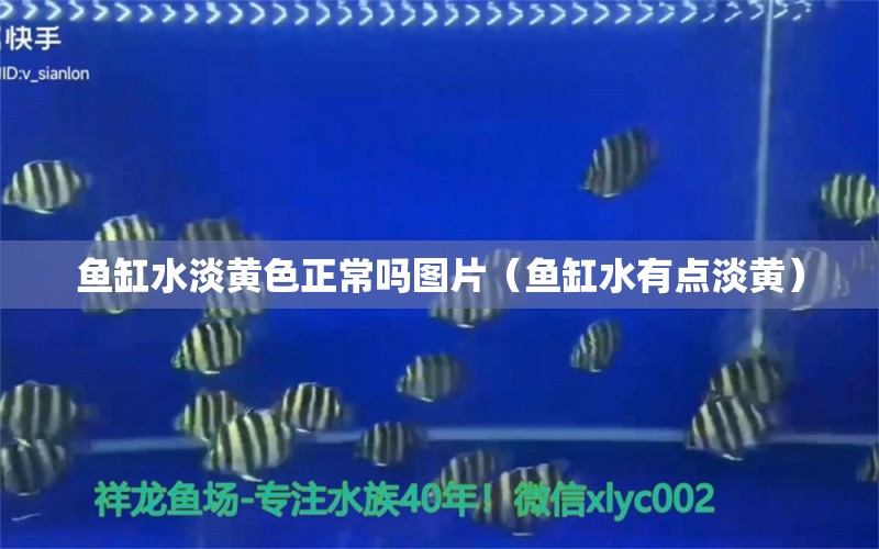 魚缸水淡黃色正常嗎圖片（魚缸水有點淡黃） 印尼虎苗