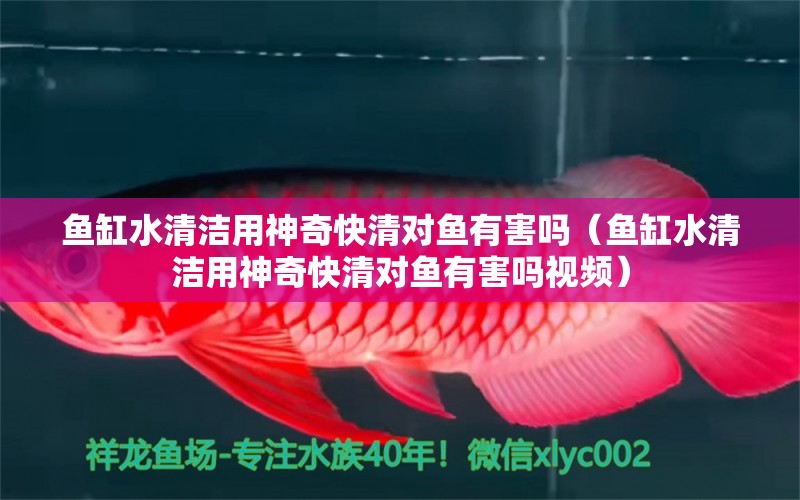 魚缸水清潔用神奇快清對(duì)魚有害嗎（魚缸水清潔用神奇快清對(duì)魚有害嗎視頻）