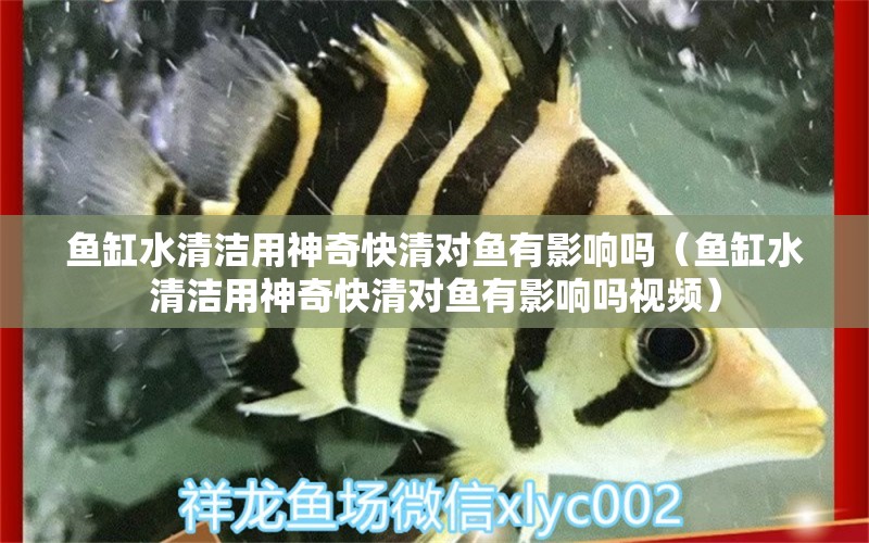 魚缸水清潔用神奇快清對(duì)魚有影響嗎（魚缸水清潔用神奇快清對(duì)魚有影響嗎視頻）