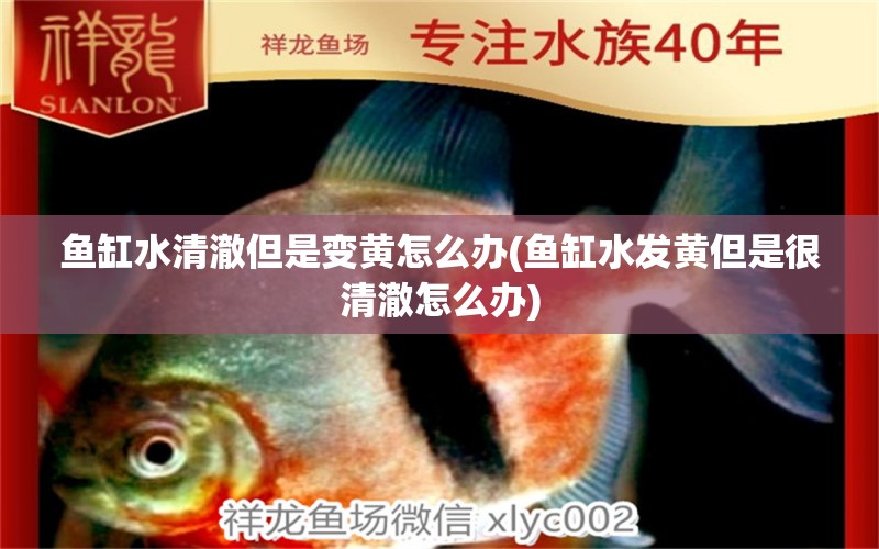 魚缸水清澈但是變黃怎么辦(魚缸水發(fā)黃但是很清澈怎么辦)