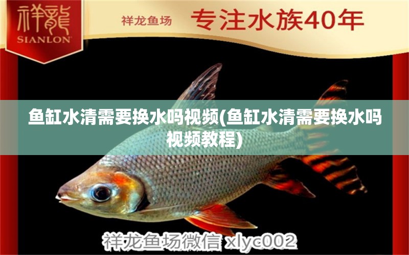 魚(yú)缸水清需要換水嗎視頻(魚(yú)缸水清需要換水嗎視頻教程) 大正錦鯉魚(yú)