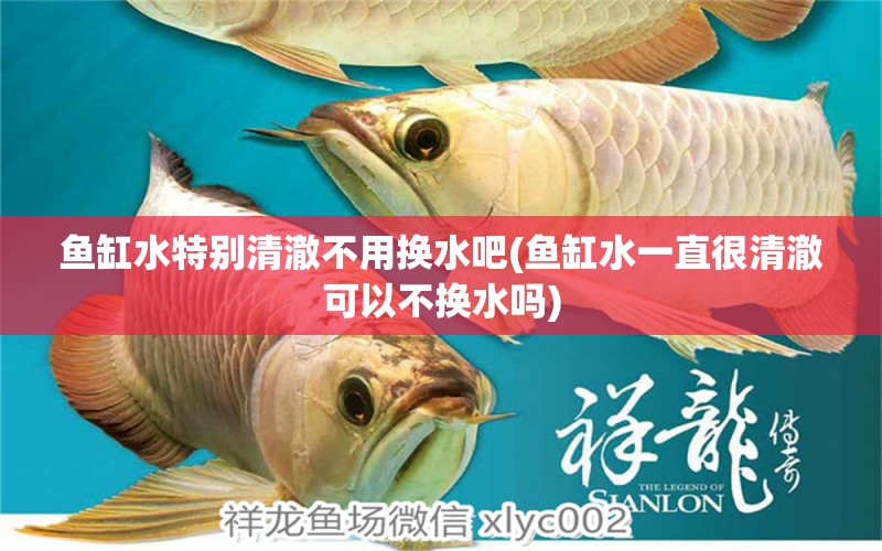 魚缸水特別清澈不用換水吧(魚缸水一直很清澈可以不換水嗎) 七彩神仙魚