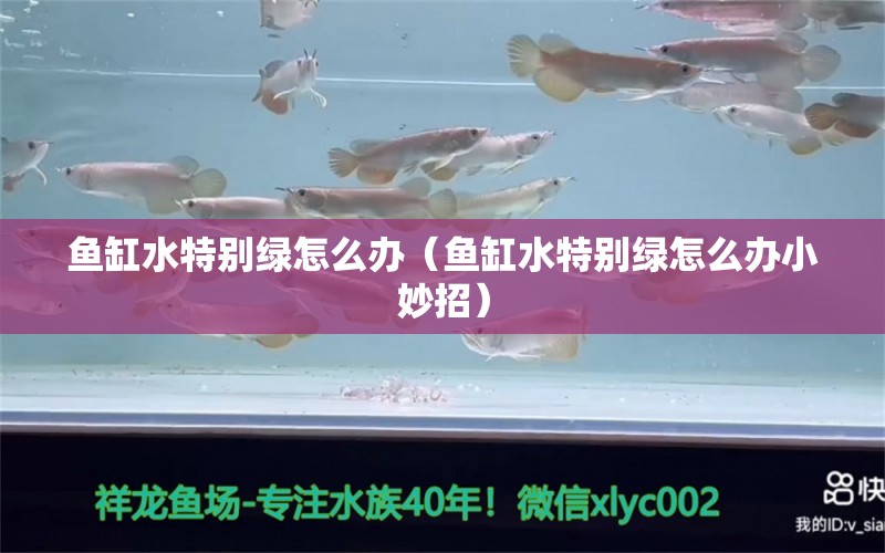 魚缸水特別綠怎么辦（魚缸水特別綠怎么辦小妙招）