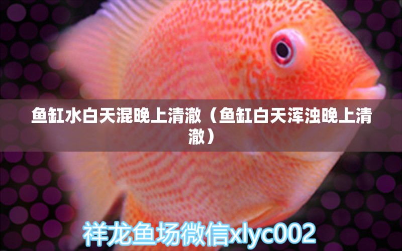 魚缸水白天混晚上清澈（魚缸白天渾濁晚上清澈）