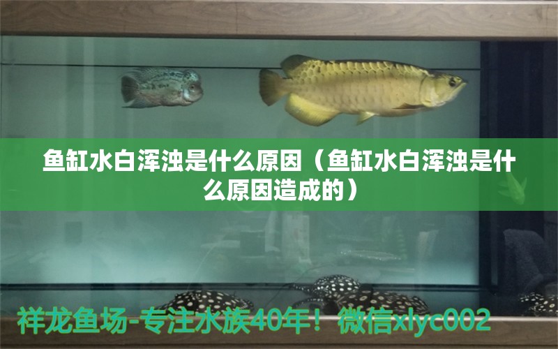 魚(yú)缸水白渾濁是什么原因（魚(yú)缸水白渾濁是什么原因造成的）