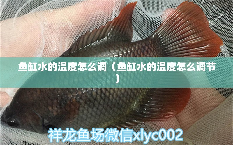 魚缸水的溫度怎么調(diào)（魚缸水的溫度怎么調(diào)節(jié)）