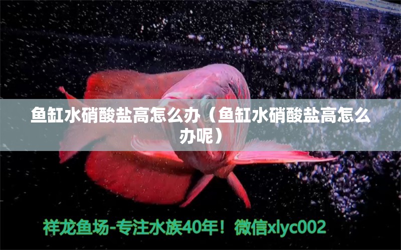 魚缸水硝酸鹽高怎么辦（魚缸水硝酸鹽高怎么辦呢） 祥龍水族醫(yī)院