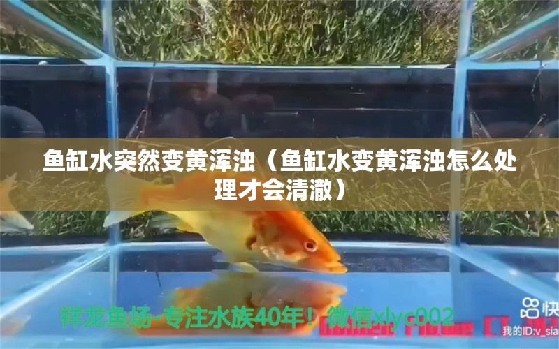 魚缸水突然變黃渾濁（魚缸水變黃渾濁怎么處理才會清澈）