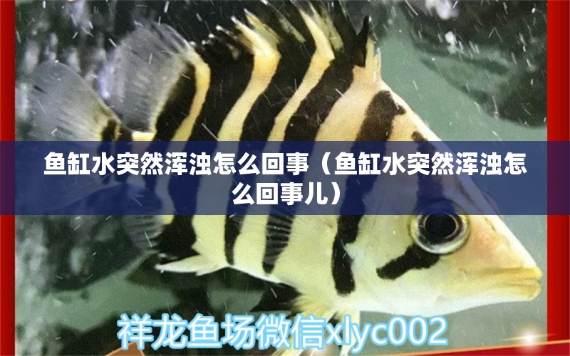 魚(yú)缸水突然渾濁怎么回事（魚(yú)缸水突然渾濁怎么回事兒）