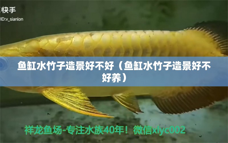 魚(yú)缸水竹子造景好不好（魚(yú)缸水竹子造景好不好養(yǎng)） 祥龍水族醫(yī)院