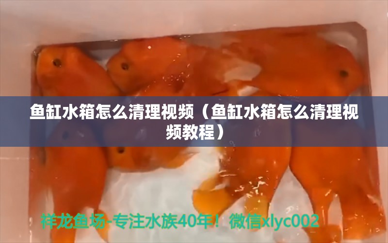 魚缸水箱怎么清理視頻（魚缸水箱怎么清理視頻教程） 祥龍水族醫(yī)院