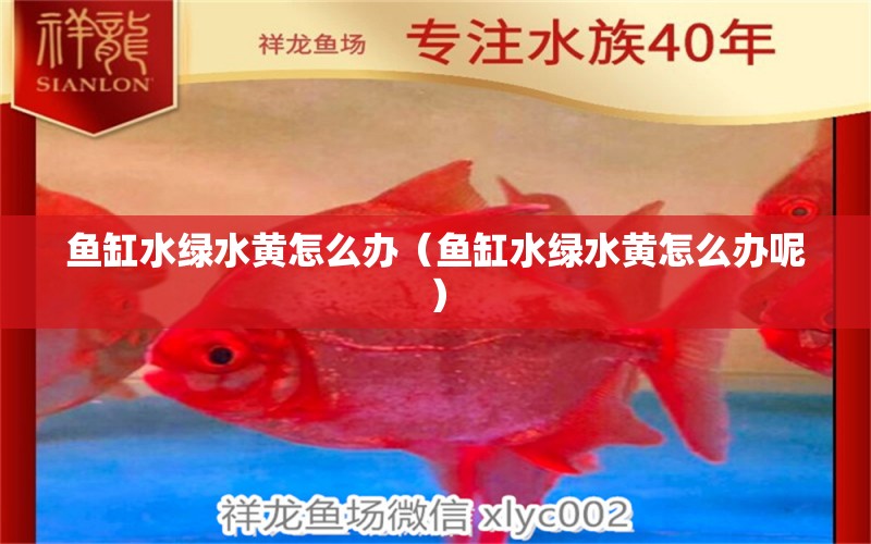 魚缸水綠水黃怎么辦（魚缸水綠水黃怎么辦呢）