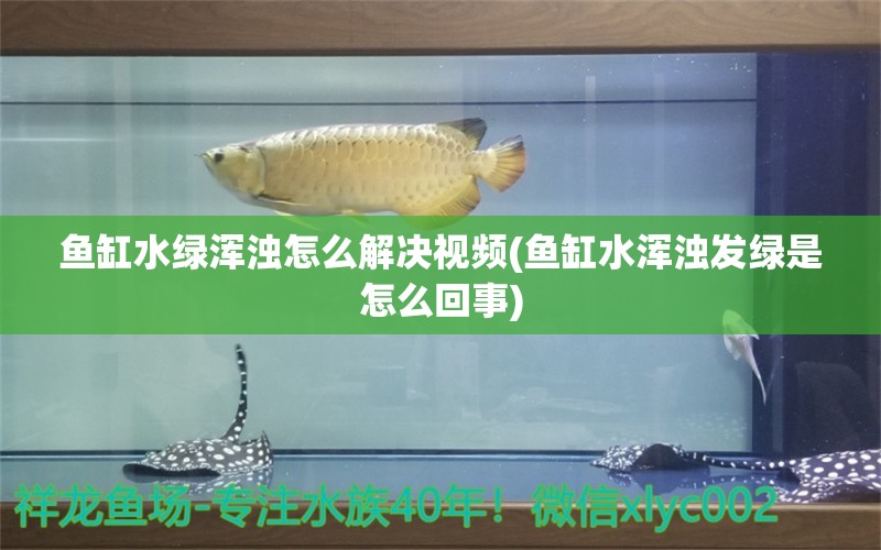 魚缸水綠渾濁怎么解決視頻(魚缸水渾濁發(fā)綠是怎么回事)