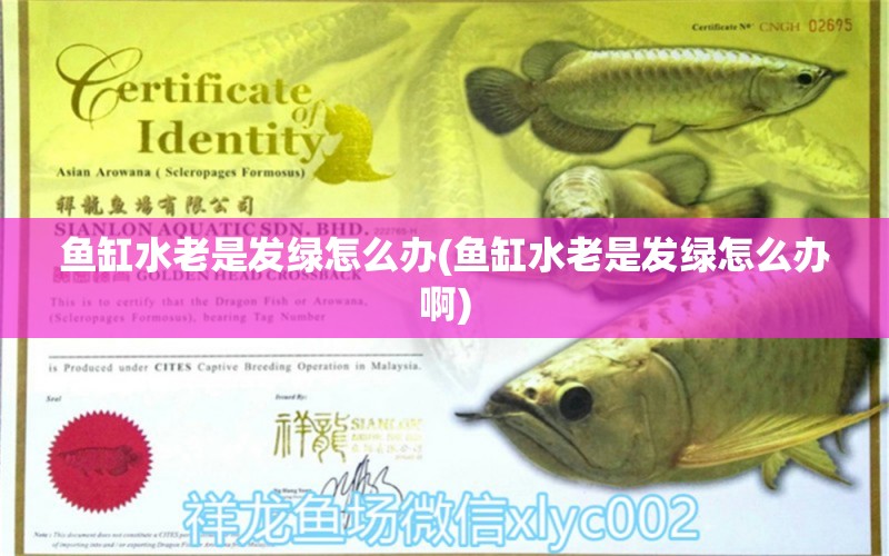 魚缸水老是發(fā)綠怎么辦(魚缸水老是發(fā)綠怎么辦啊) 銀古魚苗