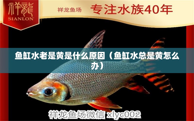 魚缸水老是黃是什么原因（魚缸水總是黃怎么辦）