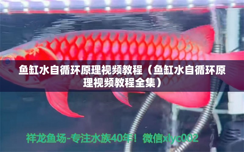 魚缸水自循環(huán)原理視頻教程（魚缸水自循環(huán)原理視頻教程全集）