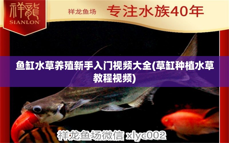 魚缸水草養(yǎng)殖新手入門視頻大全(草缸種植水草教程視頻) 水草 第1張