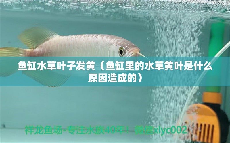 魚缸水草葉子發(fā)黃（魚缸里的水草黃葉是什么原因造成的）