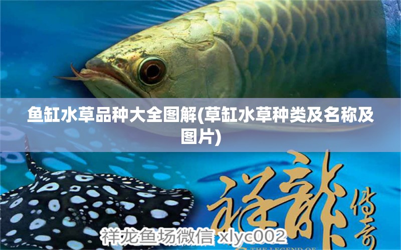 魚(yú)缸水草品種大全圖解(草缸水草種類(lèi)及名稱(chēng)及圖片) 水草