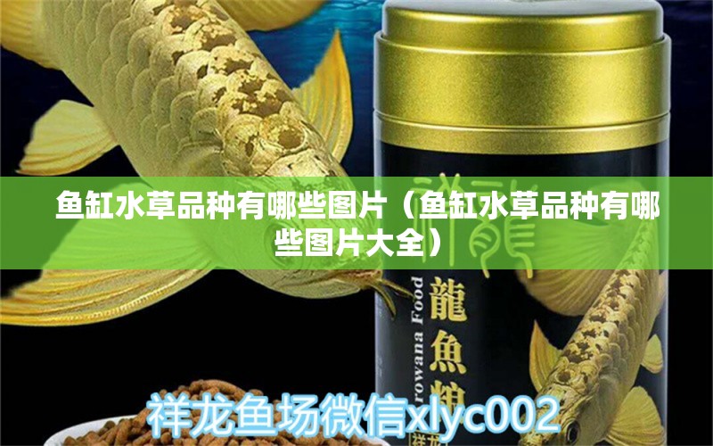 魚缸水草品種有哪些圖片（魚缸水草品種有哪些圖片大全）