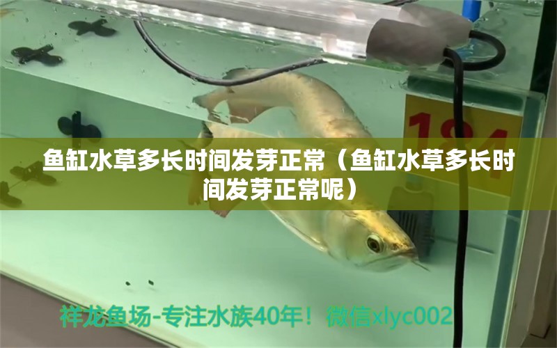 魚缸水草多長(zhǎng)時(shí)間發(fā)芽正常（魚缸水草多長(zhǎng)時(shí)間發(fā)芽正常呢）