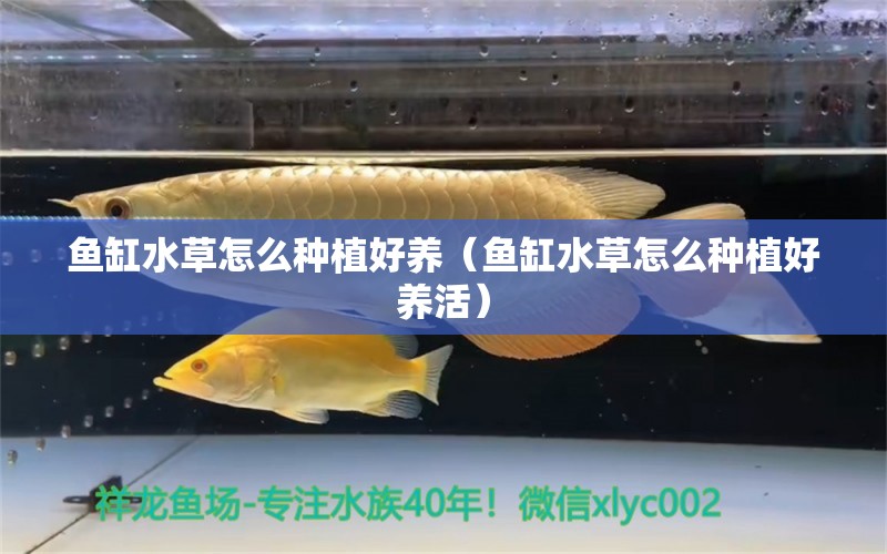 魚(yú)缸水草怎么種植好養(yǎng)（魚(yú)缸水草怎么種植好養(yǎng)活） 水草