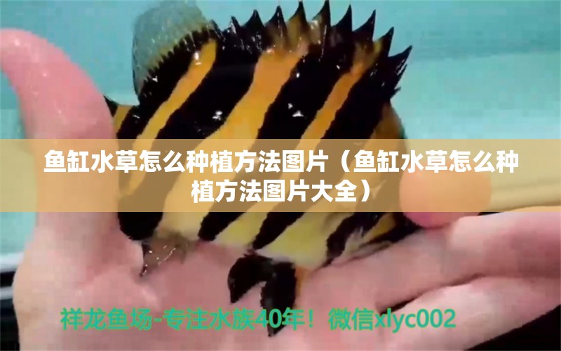 魚缸水草怎么種植方法圖片（魚缸水草怎么種植方法圖片大全）