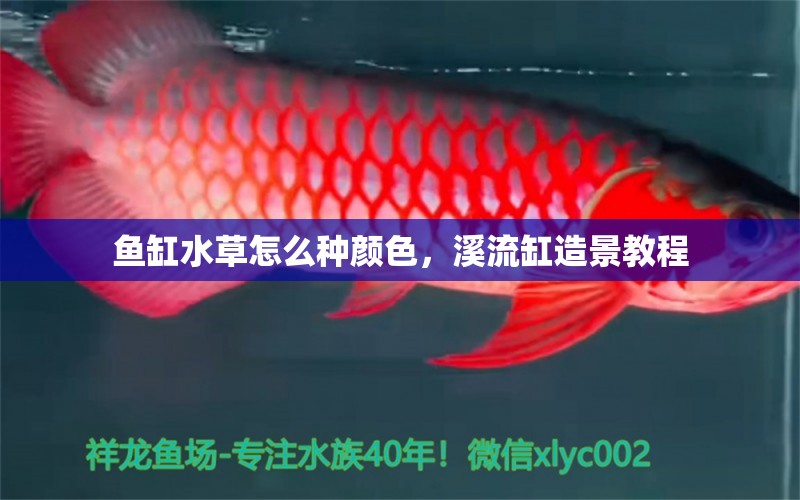 魚缸水草怎么種顏色，溪流缸造景教程