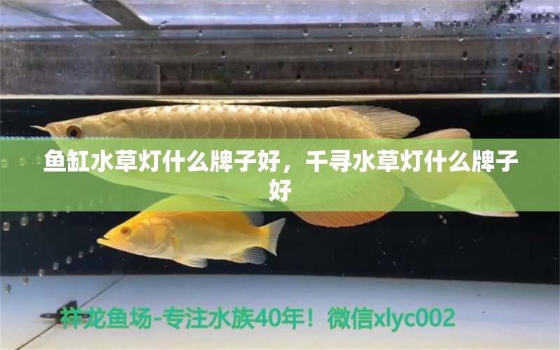 魚(yú)缸水草燈什么牌子好，千尋水草燈什么牌子好 水草