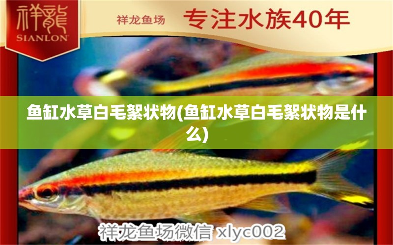 魚缸水草白毛絮狀物(魚缸水草白毛絮狀物是什么) 水草 第1張