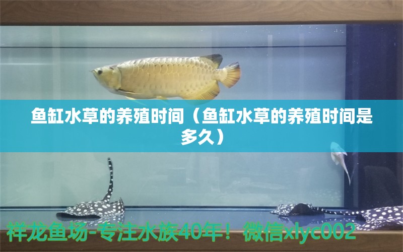 魚缸水草的養(yǎng)殖時間（魚缸水草的養(yǎng)殖時間是多久） 水草