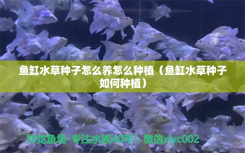 魚缸水草種子怎么養(yǎng)怎么種植（魚缸水草種子如何種植）