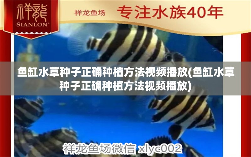 魚缸水草種子正確種植方法視頻播放(魚缸水草種子正確種植方法視頻播放)